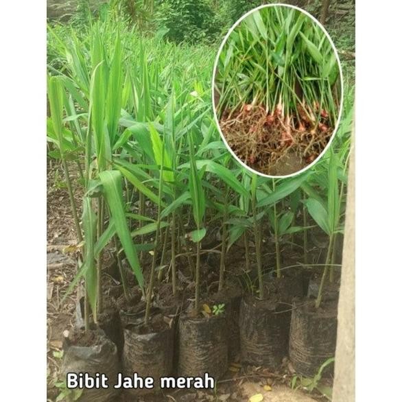 

Terlaris Paket 4 Bibit Jahe Merah