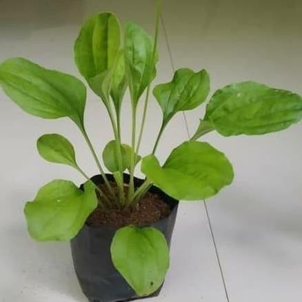 

Terlaris Bibit Tanaman Herbal Sendokan Non Pestisida Organik - Pupuk, 12 Bibit/Kg