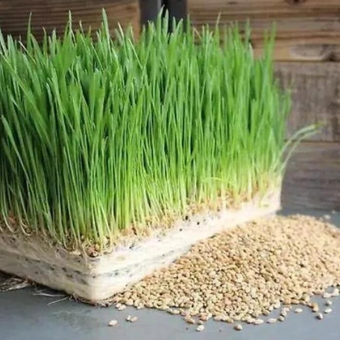 

Terlaris Biji Gandum Benih Rumput Kucing Wheat Grass
