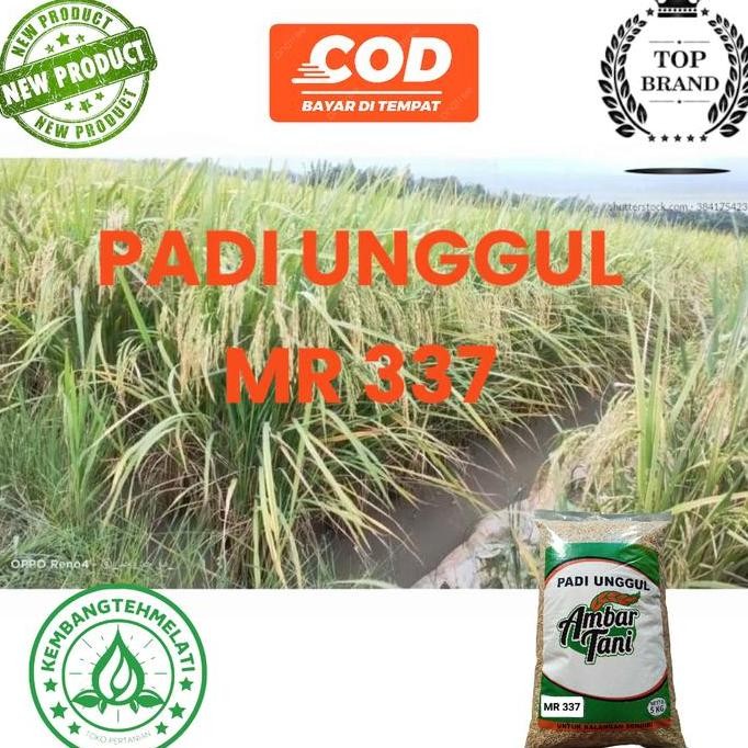 

Terlaris Benih Padi Unggul Mr 337 Kemasan 5Kg