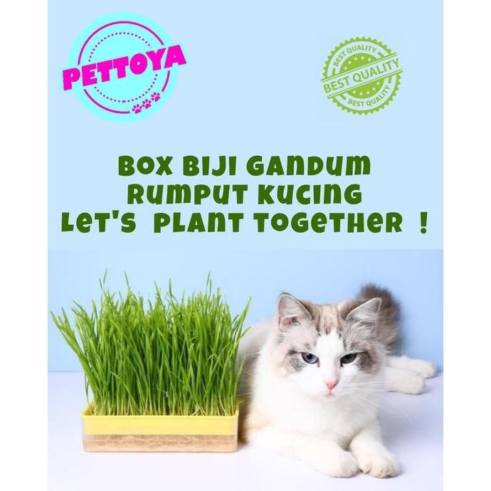 

Terlaris Biji Gandum Rumput Kucing Benih Cat Grass Wheatgrass Wheat Grass Seed
