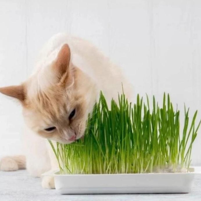 

Terlaris Benih Rumput Biji Gandum - Biji Gandum - Rumput Gandum