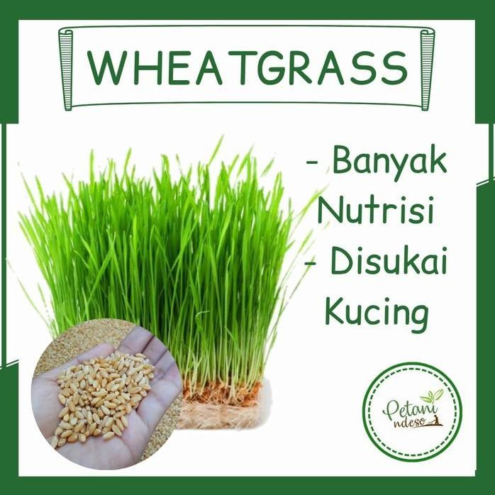 

Terlaris 100Gram Benih Bibit Tanaman Rumput Gandum Wheatgrass Makanan Kucing