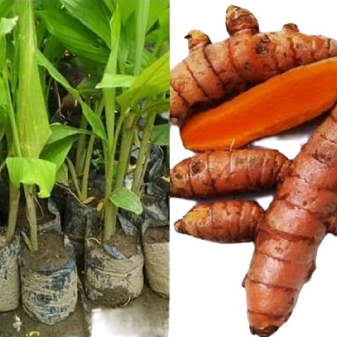 

Terlaris Bibit Kunyit Tanaman Herbal Per Bibit Murah