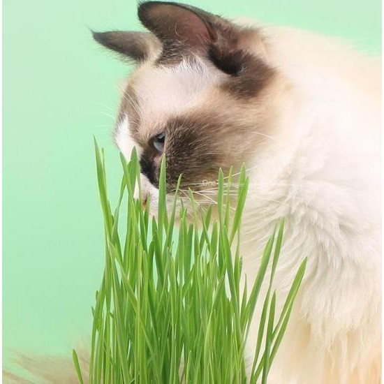 

Terlaris Benih Rumput Kucing 50 Gram - Biji Rumput Gandum Wheat Grass Bibit