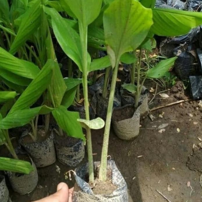 

Terlaris Bibit Pohon Tanaman Temu Putih - Kunyit Putih (Obat Herbal)