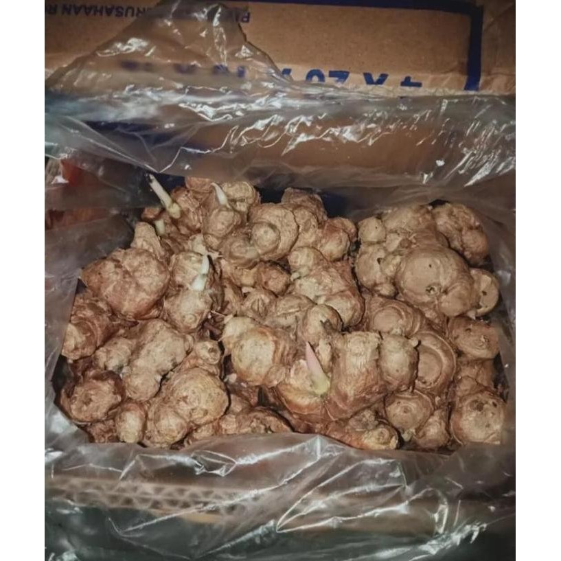 

Terlaris Bibit Rimpang Kunyit Hitam Asli