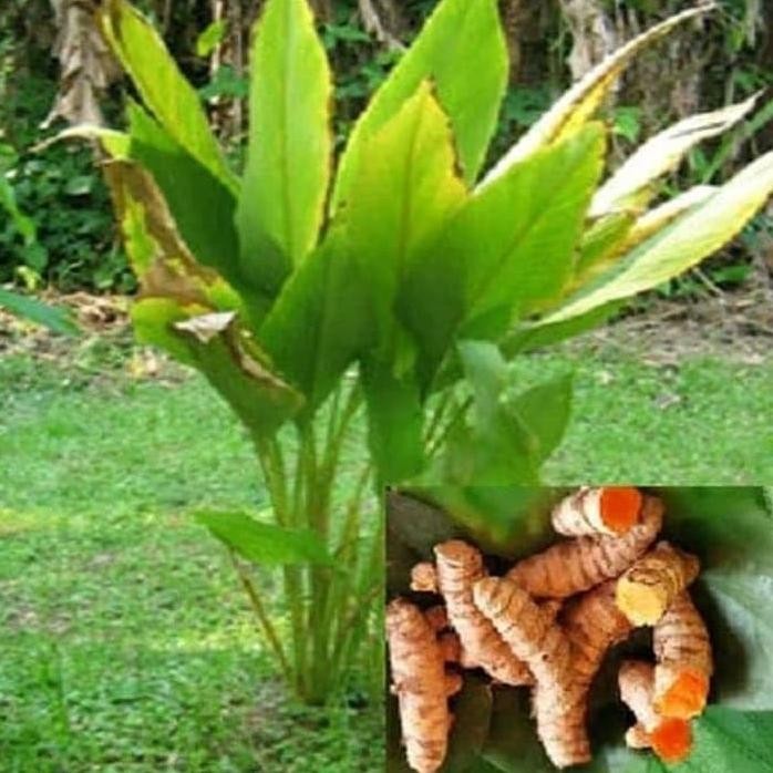 

Terlaris Jual Bibit Kunyit Bibit Tanaman Kunyit Bibit Kunir Kunyit Pohon Kunyit