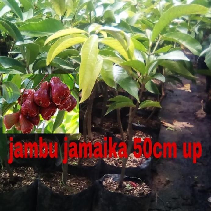Terlaris Bibit Jambu Jamaika Okulasi / Bibit Jambu / Jambu Jamaika / Jambu