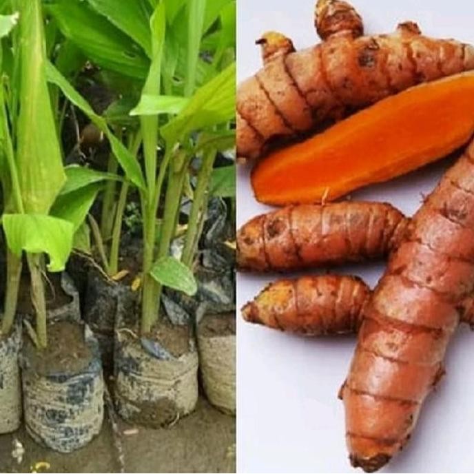 

Terlaris Bibit Tanaman Herbal Kunyit