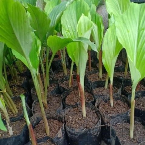 

Terlaris Bibit Kunyit Tanaman Kunyit Rempah Masak