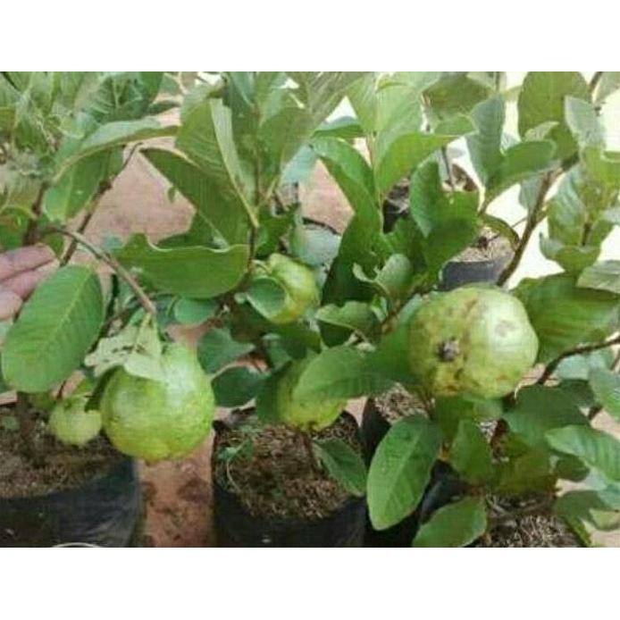 

Terlaris Bibit Jambu Kristal Sedang Berbunga Atau Berbuah. Murah