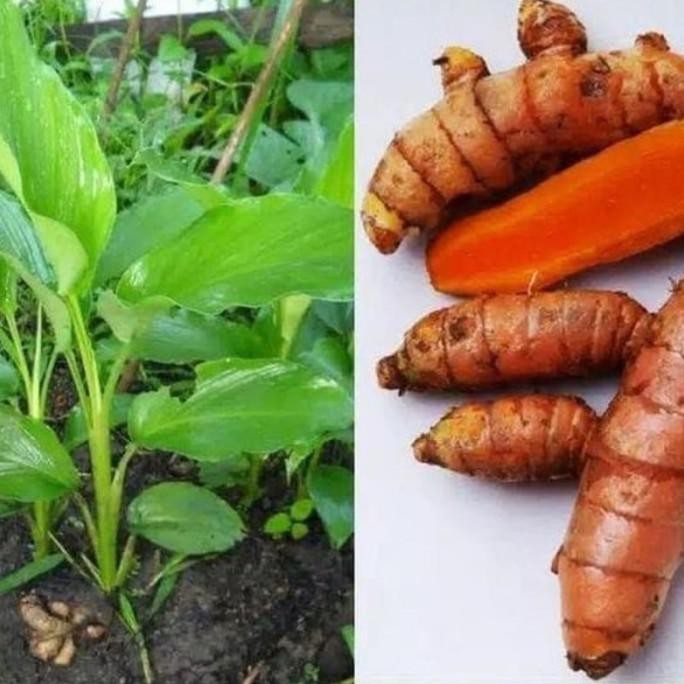 

Terlaris Bibit Kunyit Sayur/Kunir Siap Tanam