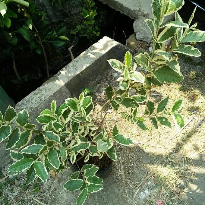 

Terlaris Bibit Pohon Jambu Getas Merah Varigata Berbuah