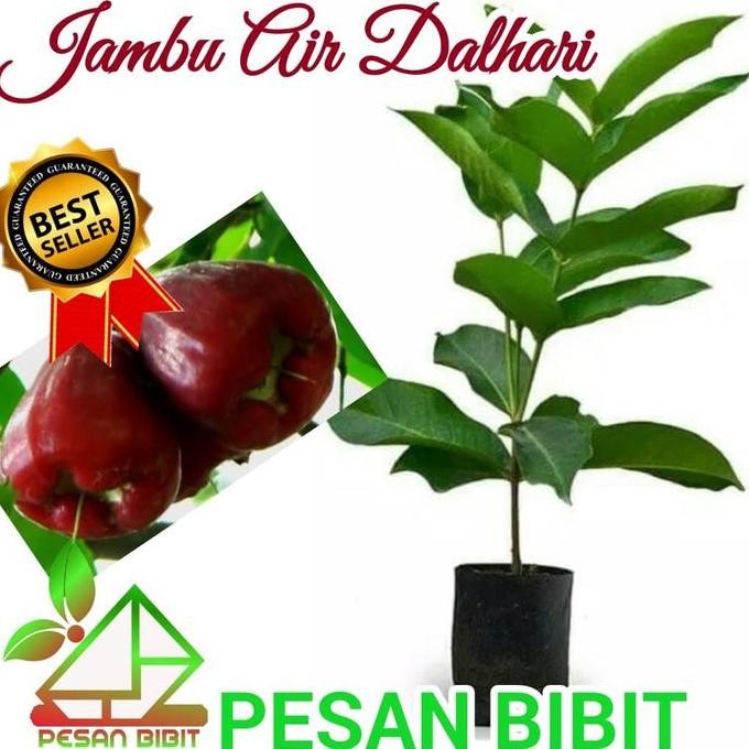 

Terlaris Bibit Jambu Air Dalhari