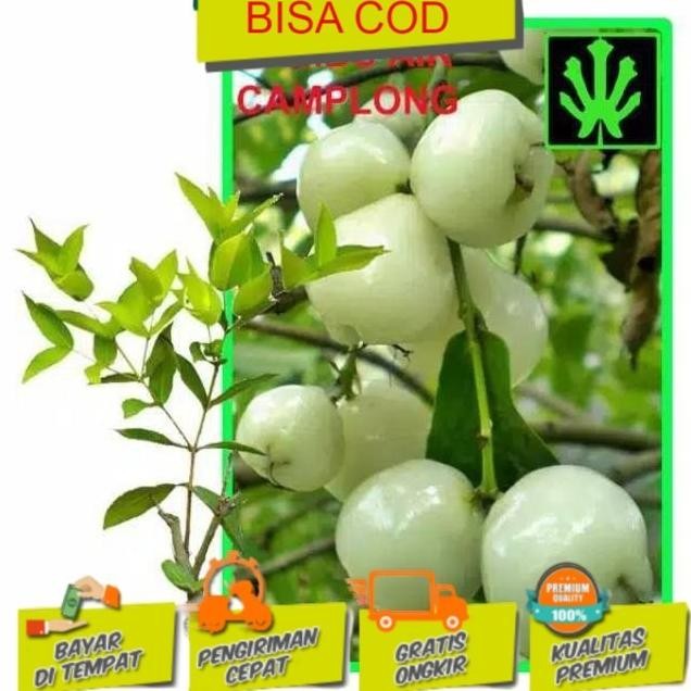 

Terlaris Jambu Air Camploeng Atau Putih Bibit Tanaman Buah
