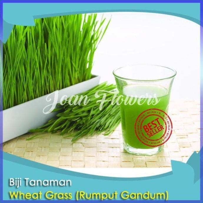 

Terlaris Bibit Tanaman Wheat Grass Rumput Gandum Benih Bibit Tanaman Hias