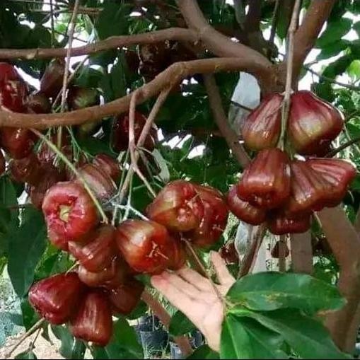 

Terlaris Bibit Tanaman Buah Jambu Air Dalhari