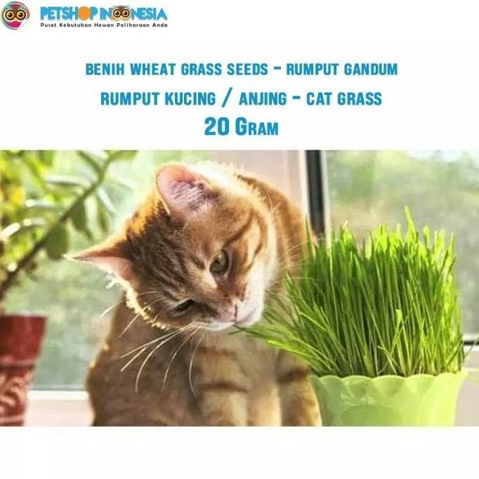 

Terlaris Benih Wheat Grass Seeds Rumput Gandum Rumput Kucing Anjing - Cat Grass