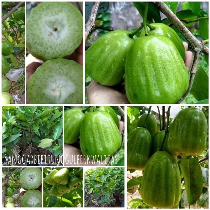 

Terlaris Bibit Tanaman Buah Jambu Air Kiojok Hsl Okulasi Cpt Berbuah.