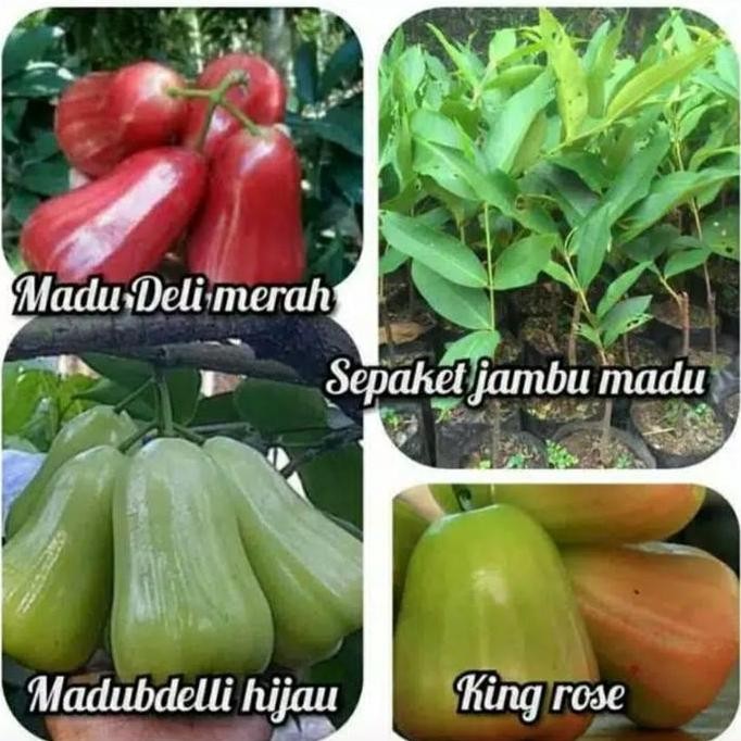 

Terlaris 1 Paket 3 Bibit Jambu Air (Madu Deli, Madu Merah, Kingrose)