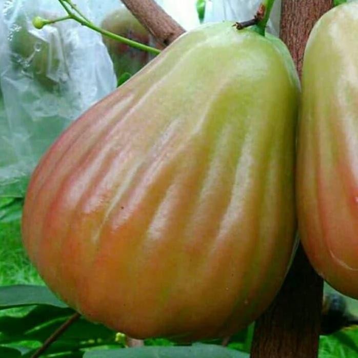 

Terlaris Bibit Jambu Bajang Leang Asli Raja Nya Buah Jambu Bibit Unggul