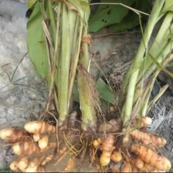 

Terlaris Bibit Kunyit Sayur