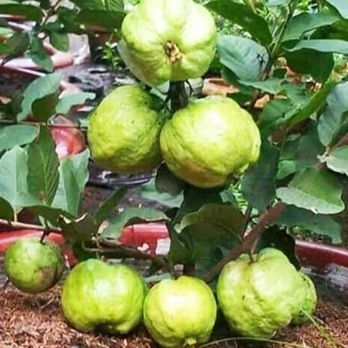

Terlaris Bibit Tanaman Jambu Kristal Taiwan 60 Cm