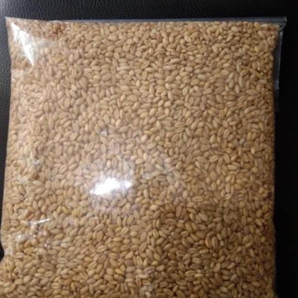 

Terlaris Poromo_5Lindo Benih Catgrass/Wheatgrass/Benih Rumput Gandum Isi 1 Kg