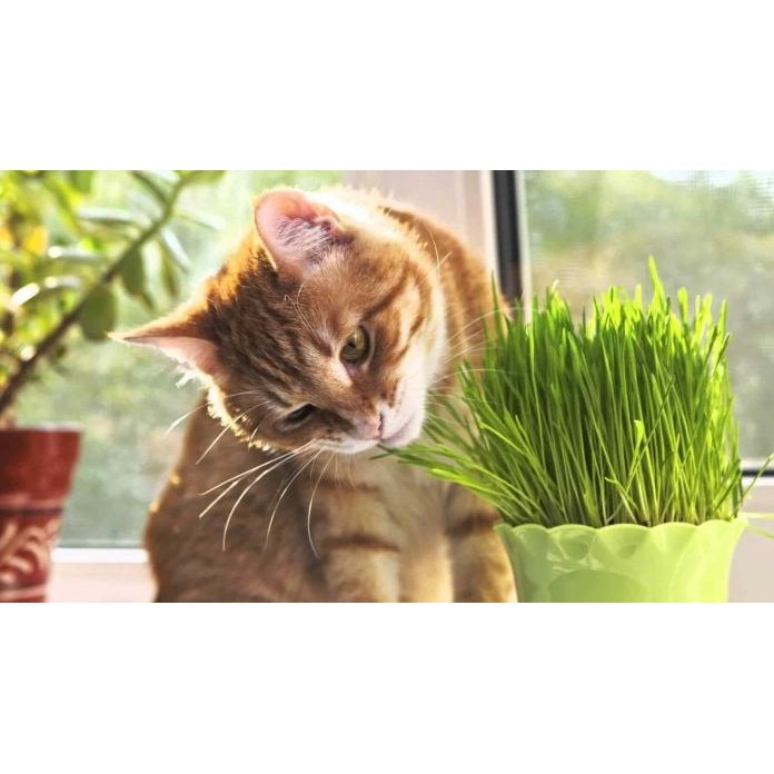 

Terlaris Bibit Benih Biji Wheatgrass Seeds Wheat Grass Gandum Rumput Kucing