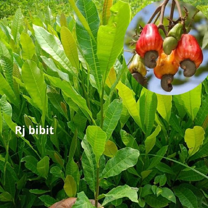 

Terlaris Benih Bibit Jambu Mete/Jambu Monyet Cepat Berbuah