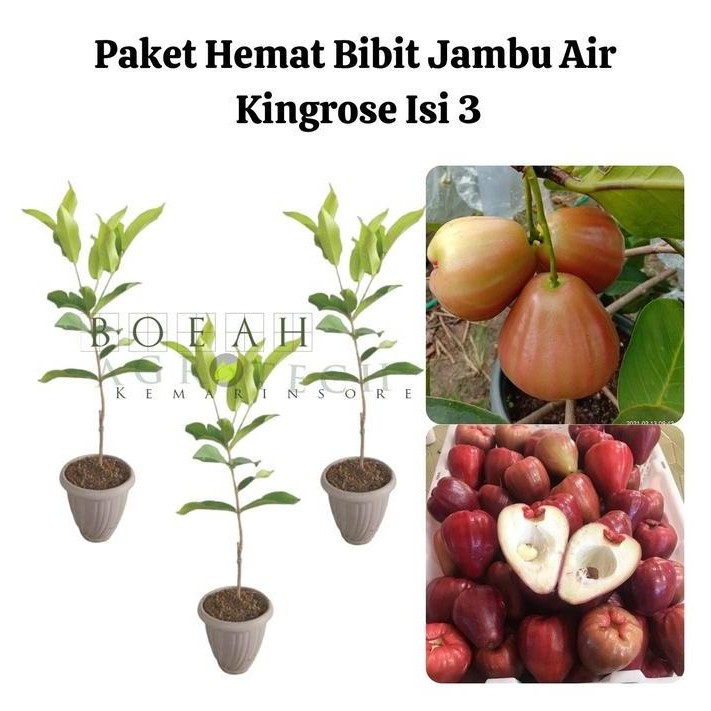 

Terlaris Paket Hemat Bibit Jambu Air Kingrose Okulasi Isi 3 Bonus Strawberry