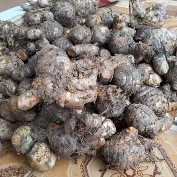 

Terlaris Promo Terlaris Bibit Temulawak/Koneng Gede/Kunyit