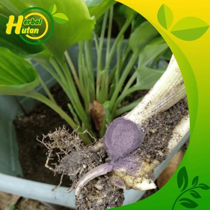 

Terlaris Bibit Kunyit Hitam Asli Siap Taman, Dikirim Media Tanah Per Pohon 100%Asli( Bukan Temu Ireng)
