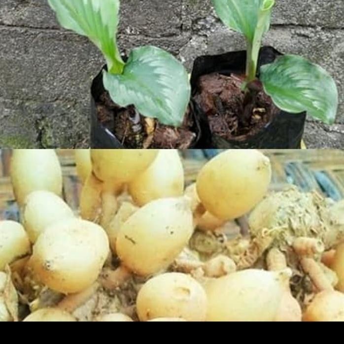 

Terlaris Bibit Kunyit Putih Unggul Bibit Tanaman Super Unggul Asli Original