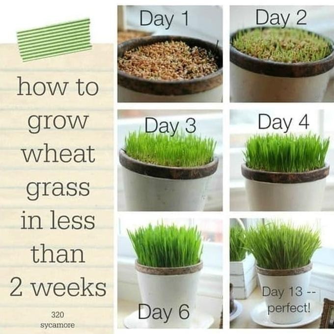 

Terlaris Bibit Benih Wheat Grass Rumput Biji Gandum Catgrass Cat 25G 50G 100G
