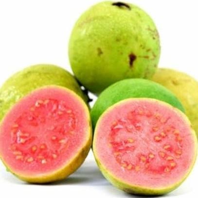 

Terlaris Bibit Jambu Getas Merah