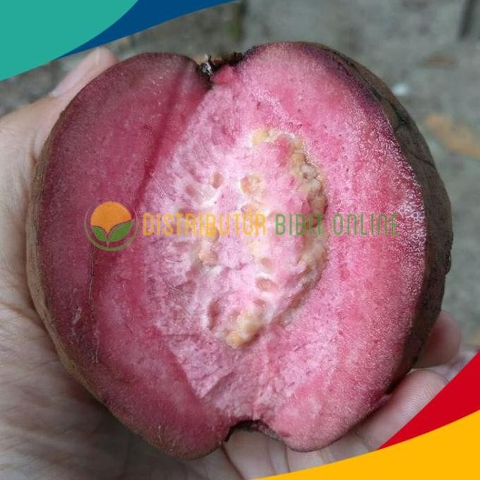 

Terlaris Bibit Buah Jambu Biji Merah/Australia
