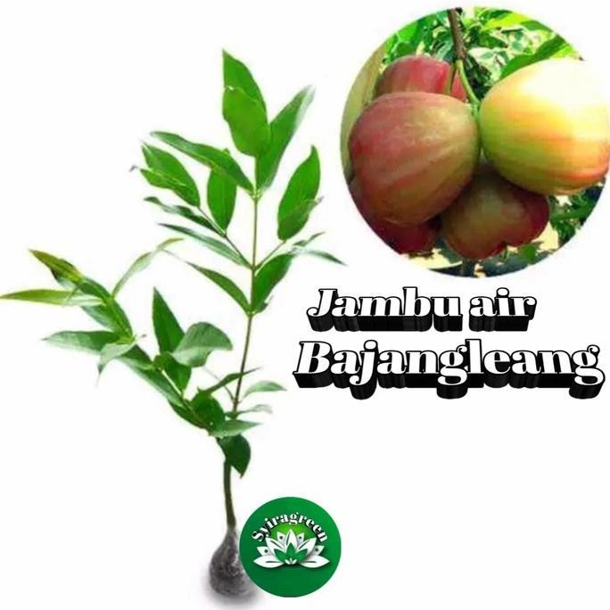 

Terlaris Bibit Jambu Air Bajang Leang Jumbo Dan Super Unggul