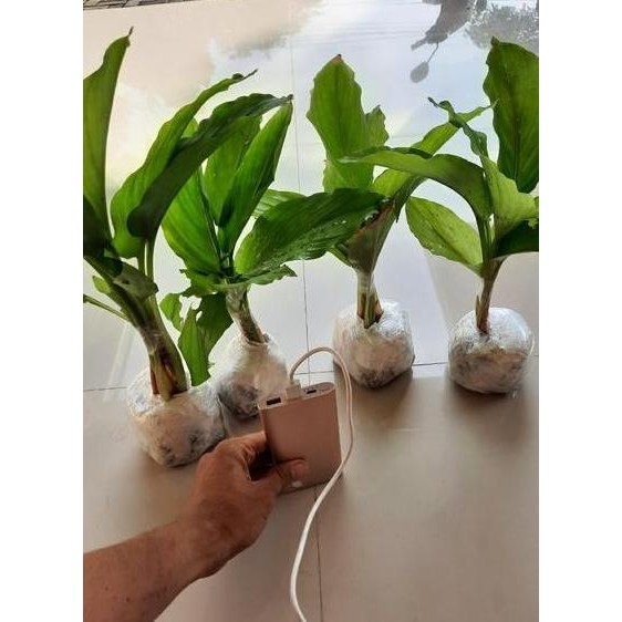 

Terlaris Bibit Kunyit Hitam Original