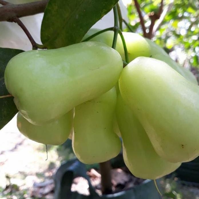 Terlaris Bibit Jambu Air Madu Deli Hijau Jumbo