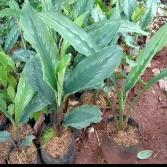 

Terlaris Bibit Tanaman Kunyit Putih/ Kunir Putih Herbal