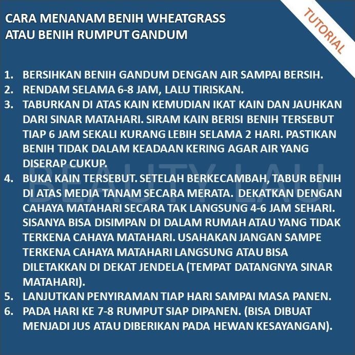 

Terlaris Mur.4H Benih Wheatgrass 500Gr Bibit Rumput Gandum Biji Cat Grass Microgreen