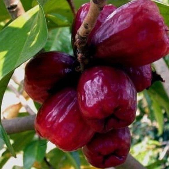 

Terlaris Bibit Jambu Jamaika Super Agro Tanaman
