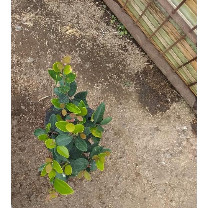 

Terlaris Bibit Buah Cherry Manis Vietnam (Bonus Jambu Australia)