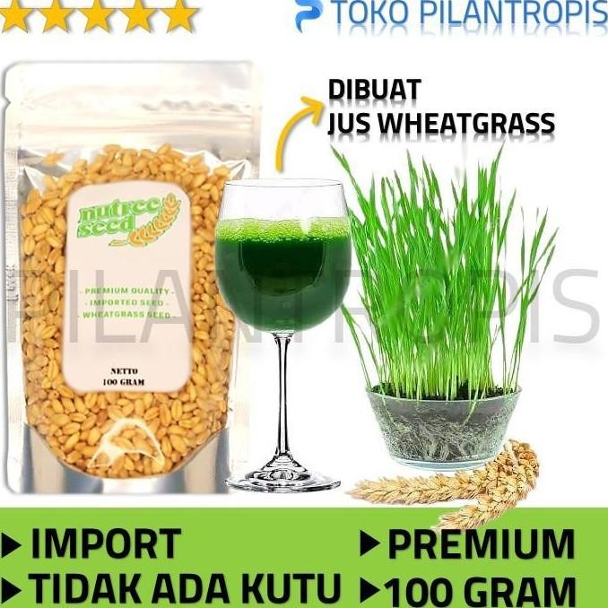 

Terlaris Ankn Benih Rumput Gandum Untuk Kucing 100Gr Bibit Cat Grass Microgreen Seed