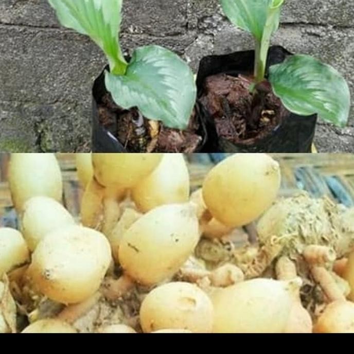 

Terlaris Bibit Kunyit Putih Unggul Bibit Tanaman Super Unggul Asli Original