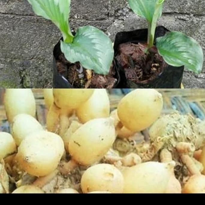 

Terlaris Bibit Kunyit Putih Unggul Bibit Tanaman Super Unggul Asli Original