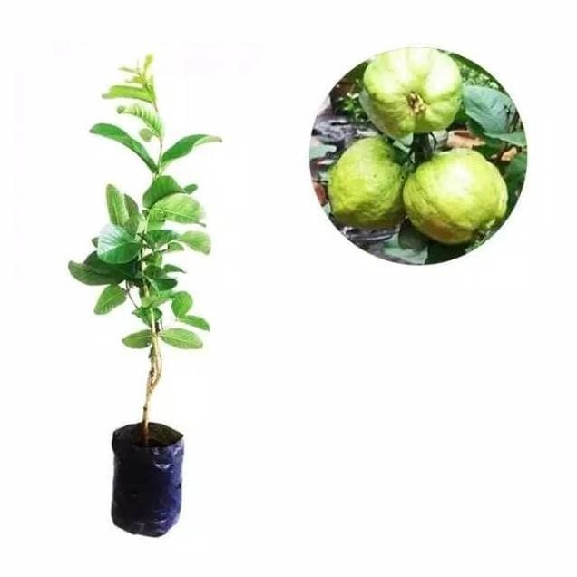 

Terlaris 1 Paket Isi 3 Bibit Buah Tanaman Jambu Biji Bangkok Merah