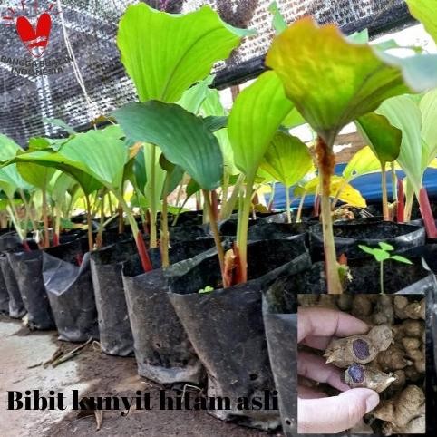 

Terlaris Kukuring Murah Bibit Kunyit Hitam Asli - 1 Polibag Minimum 2 Batang Daun